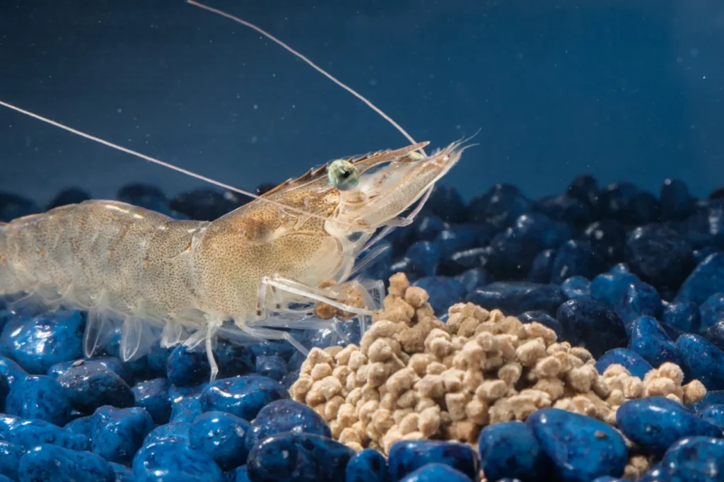 How Can Farmers Ensure The Quality Of The Shrimp Feed Pellets Produced By The Machine